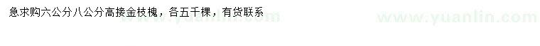 求购6、8公分高接金叶槐