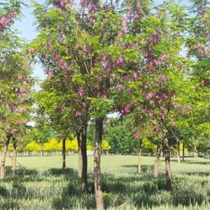 沭阳苗圃供应1-1.5米香花槐苗木