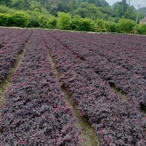 红花继木小毛球基地直供