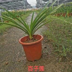 百子莲 高度35 冠幅35