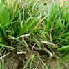 绿化麦冬草20公分麦冬草多少钱一斤
