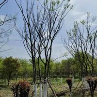 浙江丛生朴树基地特价批发 嘉兴丛生朴树-浙江丛生朴树基地 嘉兴丛生朴树批发价格-优质货源