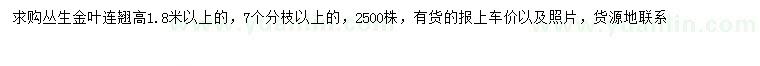 求购高1.8米以上丛生金叶连翘