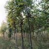 河南信阳商城县急售楠树约8千棵，直径4--12cm