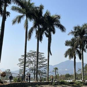 鸿景园林大王椰子专业种植基地