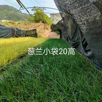 供应葱兰苗 葱兰小袋苗 高20公分葱兰小袋 基地专业培育葱兰