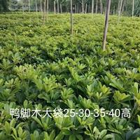 供应鸭脚木大袋 高度25-30公分鸭脚木大袋 高度35-40公分鸭脚木大袋苗