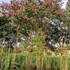 柳州基地供应精品丛生紫薇，树形自然，非拼栽