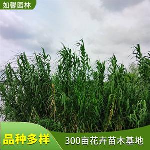 基地出售青叶芦竹 净化水质 公园湿地河道观赏绿化 花境植物批发