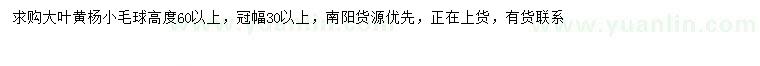 求购冠幅30公分以上大叶黄杨