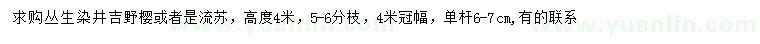 求购高4米丛生染井吉野樱、流苏
