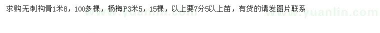 求购1.8米无刺枸骨、冠幅3.5米杨梅