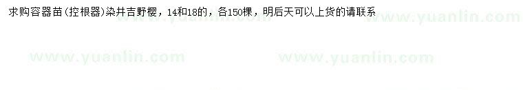 求购14、18公分染井吉野樱