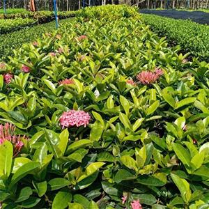 龙船花小苗 阳台盆栽种植 景区园林观赏工程绿化配植市政路边工程苗 厂家批发直销