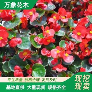 万象花木出售 四季秋海棠 肉质草本玻璃 花朵密集 花坛绿化观赏