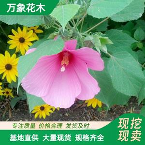 万象花木大花秋葵基地 花期6-9月 耐高温 开花旺盛