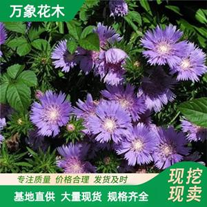 万象花木出售紫苑 紫倩 耐涝耐寒 城乡绿化 园林风景美化 厂家批发直销