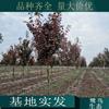 苗圃出售新优品种红花槭 白兰地 宝号 勃艮第百丽 道路绿化行道树
