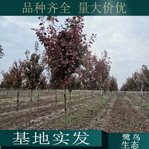 苗圃出售新优品种红花槭 白兰地 宝号 勃艮第百丽 道路绿化行道树