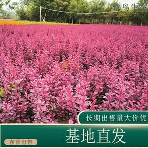 苗圃出售紫叶小檗 道路庭院景观配植植物 景区园林绿化工程苗