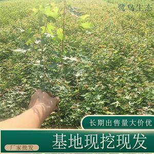 苗圃出售三叶地锦 庭院别墅攀援植物园林绿化工程苗