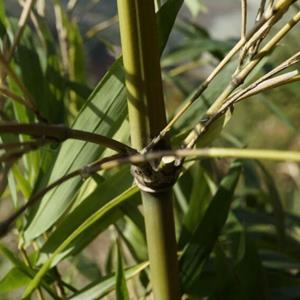 月月竹 四季竹 大量批发出售栽植 规格* 绿化工程苗木 基地批发价格