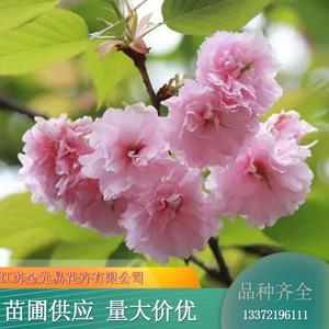 苗木出售京东樱花 大量批发园林绿化 枝繁叶茂根系发达 规格*