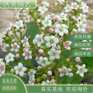 江苏绿化苗木基地 基地供应 地中海荚蒾球 花坛花镜观赏花卉 庭院别墅区造景栽植苗 基地批发价格