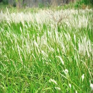 苗圃出售白茅 湿地公园生态 河道水体绿化 美化水质工程