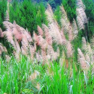 基地出售南荻 多年生草本园林景区地被种植造景工程苗