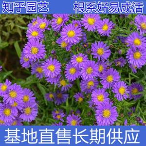 知乎园艺出售 紫苑小苗杯苗 规格* 花坛地被色块观赏苗 小杯苗大杯苗
