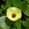 知乎园艺出售 水罂粟小苗 湖面池塘水生植物栽培 绿化观赏花苗