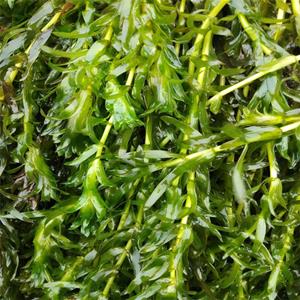 知乎园艺出售 黑藻小苗 水体湿地绿化工程苗 鱼缸水族箱背景栽植