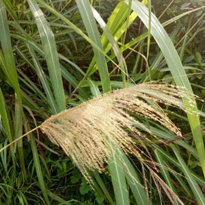 五节芒耐旱性好 预防水土流失 涵养水源 修复作物 景观栽植