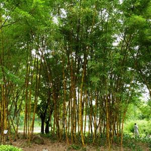 黄金间碧玉竹 竹类栽植观赏苗木 可做盆栽观赏 园林小区庭院绿化