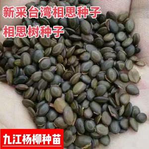 新上市的台湾相思种子 江西台湾相思树种子批发价格 播种季节