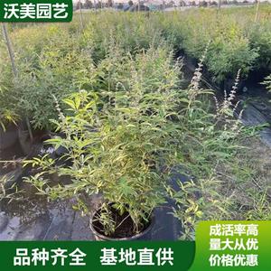 江苏绿化苗木基地 基地出售穗花牡荆 盆苗 加仑苗 别墅庭院小区观赏绿植规格* 基地批发价格