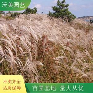 江苏绿化苗木基地 沃美园艺出售五节芒 绿化造景苗 道路园林花坛配植工程苗 基地批发价格