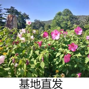 出售大花秋葵 草坪点缀园林绿化背景植材 苗圃基地直发