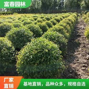 基地出售三角枫球 茶条槭 工厂行道路旁庭院小区绿化工程苗