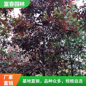 苗圃新品出售 栎树系列 铁橡栎 猩红橡木 沼生栎 绿柱景观树
