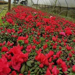 比利时杜鹃 基地批发种植 多规格 花镜花坛景观栽植 观赏花卉