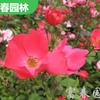 丰花月季 花坛花镜绿化工程苗 庭院园林造景配植苗