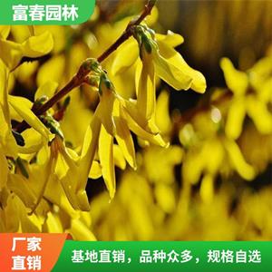 基地供应 连翘苗 多年丛生连翘花苗 园林庭院植物攀援花卉