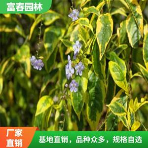 花 叶假连翘小苗 景区园林庭院绿化造景苗 花坛花镜镶边配植