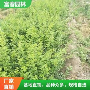 出售东 北连翘大小杯苗 街边绿化带工程配植 庭院园林花镜用材