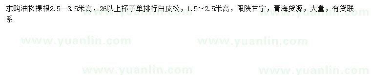 求购高2.5-3.5米油松、高1.5-2.5米白皮松