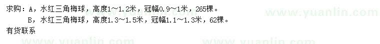 求购高1-1.2、1.3-1.5米水红三角梅