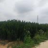 10亩地红豆杉，山东威海乳山，高两米五到三米，价格面议，联系..