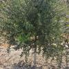 油橄榄自然型5cm—8cm